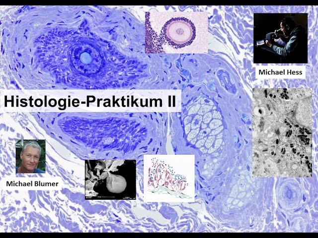 Histologie-Praktikum 2 "Kurstag 1: Blutgefäße, Lunge, Tonsillen, Milz, Thymus"