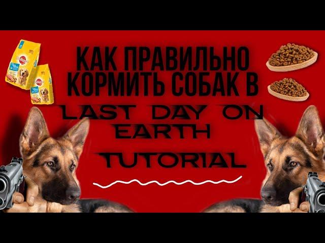 КАК ПОКОРМИТЬ СОБАК В ИГРЕ LAST DAY ON EARTH:SURVIVAL?! туториал