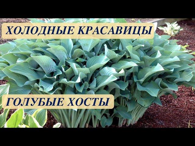 ХОСТЫ ГОЛУБЫЕ. ОТ КАРЛИКОВЫХ ДО ГИГАНТСКИХ. КРАСИВЫЕ СОРТА. BLUE HOSTS FROM DWARF TO GIANT.