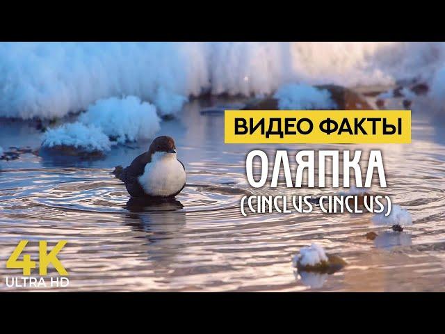 Оляпка (Водяной воробей) - пернатый ныряльщик | Птицы Европы |4К Интересные факты о животных