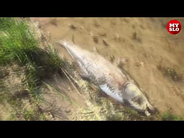 В Черепетском водохранилище Тульской области массово погибла рыба