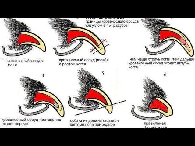 Как подстричь когти собаке. ТЕХНИКА.