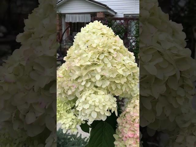 Гортензия метельчатая Лаймлайт/ Hydrangea paniculata Limelight