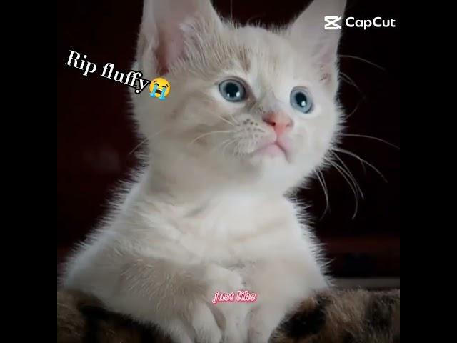 Rip fluffy 