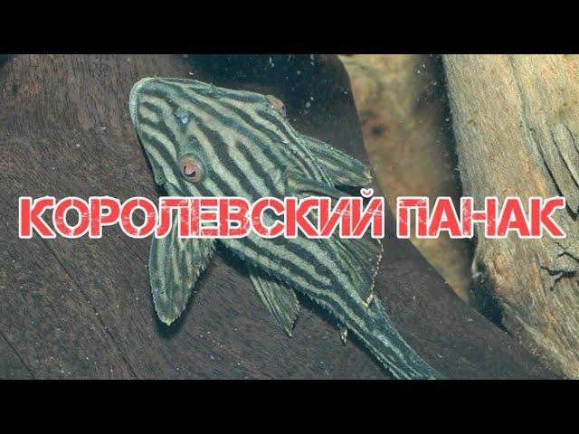 КОРОЛЕВСКИЙ ПАНАК. СОДЕРЖАНИЕ В АКВАРИУМЕ