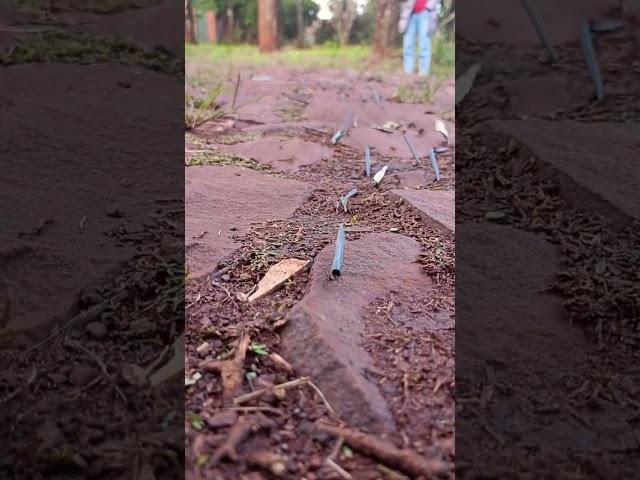 За ночь они выносят огород. #природа #америка #латина #парагвай #боливия #южнаяамерика #муравьи #top