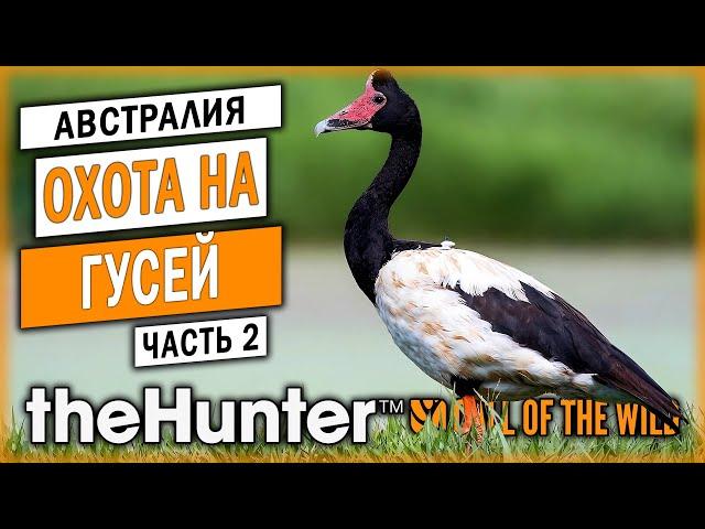 ОХОТА НА ПОЛУЛАПЧАТОГО ГУСЯ! | Emerald Coast | theHunter Call of the Wild  | Часть #2