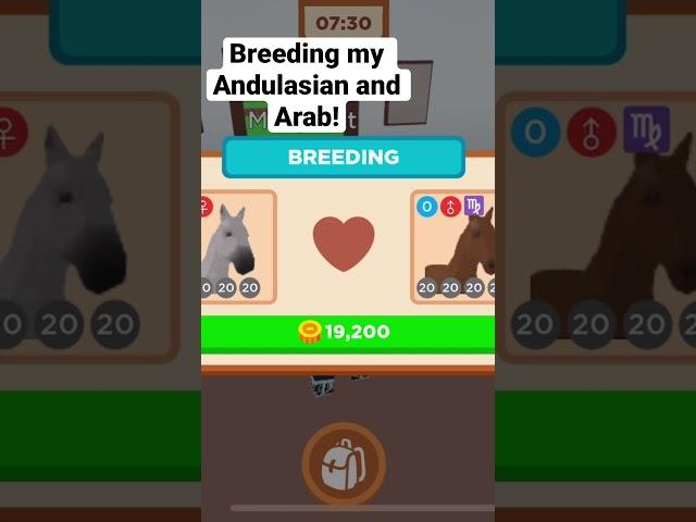 Breeding my  Andulasian and Arab! (Horse valley)