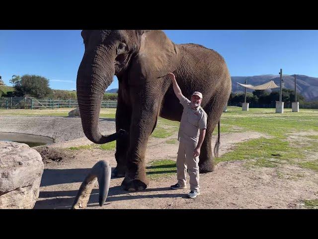 GIANT Elephant Buffet