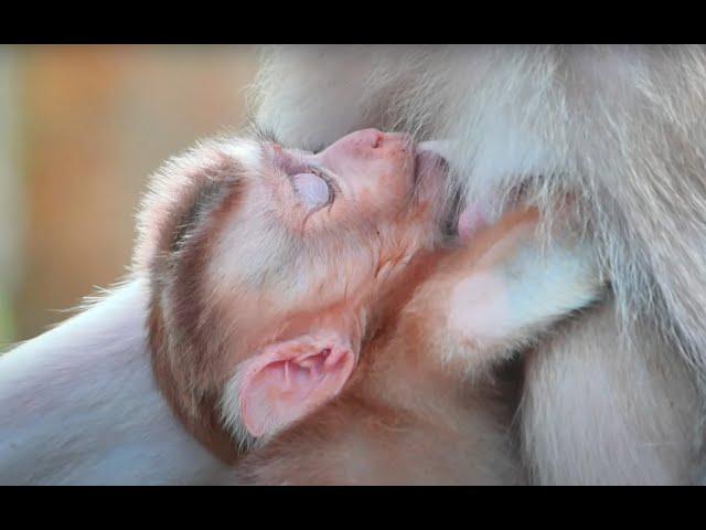 Amazing Baby Monkeys Binky vs Wink: The Shocking Truth