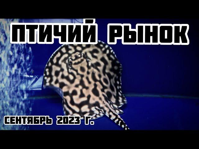 Птичий рынок!! Сентябрь 2023г.