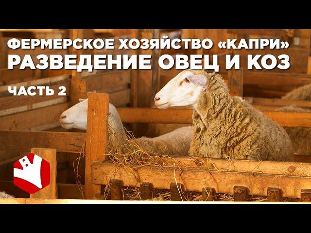 Овцеводство в России | Фермерское хозяйство Капри | 2 часть