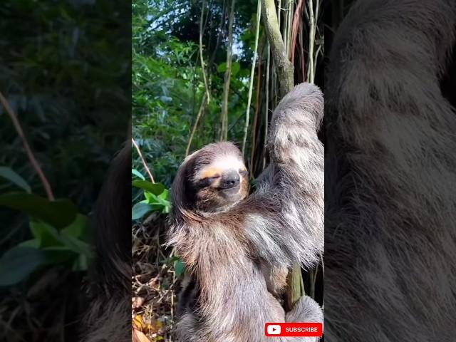Meet the Worlds most Laziest Animal. #animals #shortsfeed #wildlife #slot#animallife