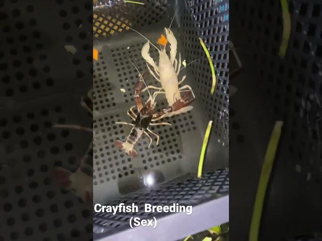 Crayfish Breeding #crayfish  #crayfishvideo  #lobster #fish  #fishtank  #aquarium