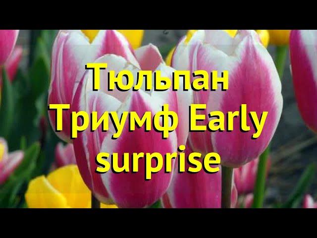 Тюльпан триумф Еарли Сюрпрайз. Краткий обзор, описание характеристик Early surprise