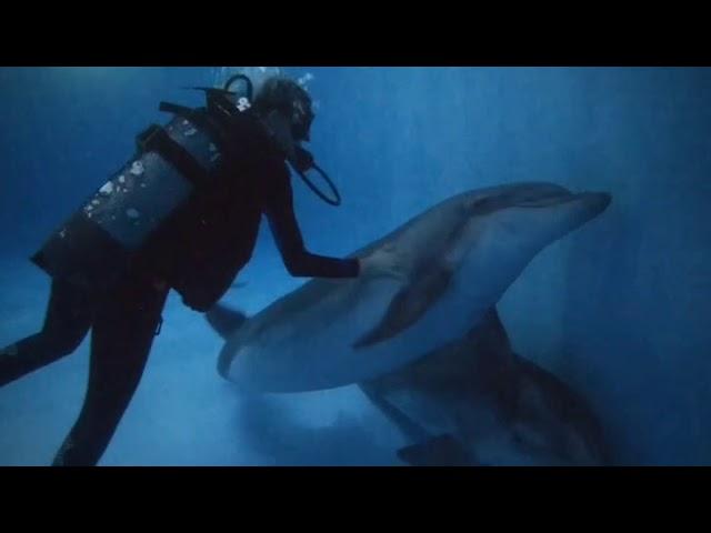 Сочи. Дайвинг. Underwater diving. Дайвинг клуб.