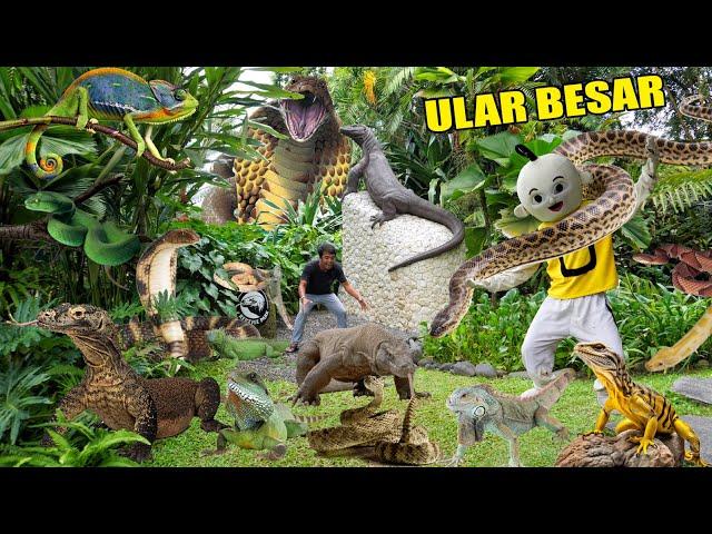 MENANGKAP HEWAN LUCU PART 6! ULAR, KADAL, KING KOBRA, KURA KURA, BIAWAK?!