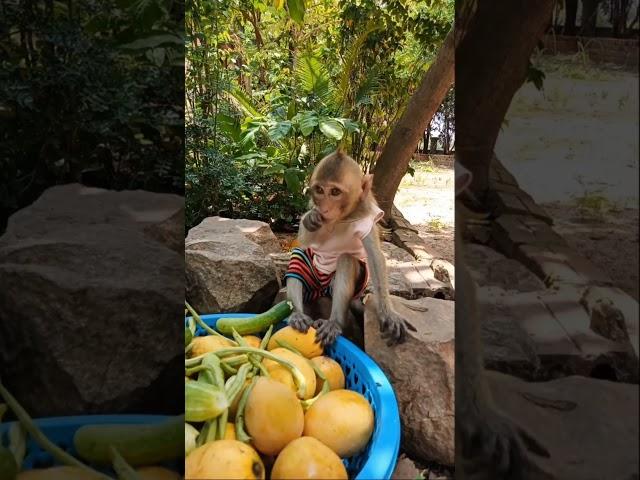 Baby monkey eating fruit #monkeydluffy #monkeychallenge #monkeysr #babymonkey #monkeyvideo #monkeys