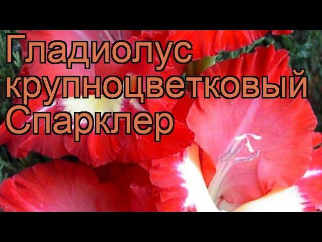 Гладиолус крупноцветковый Спарклер (gladiolus)  обзор: как сажать, рассада гладиолуса Спарклер