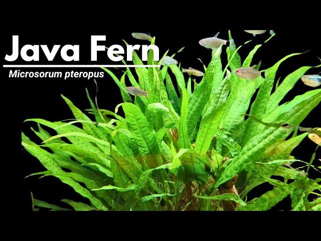 Ultimate Java fern care guide: It's so EASY to grow!