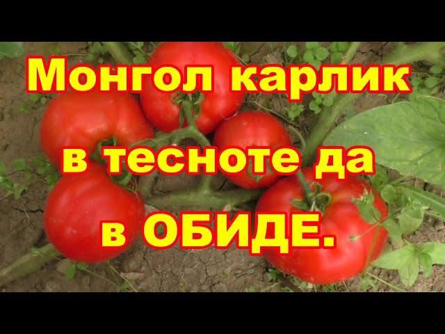 Монгольский карлик особенный томат,обзор и дегустация