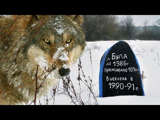 WOLF VILLAGE - Christmas in the Chernobyl zone | Film Studio Aves