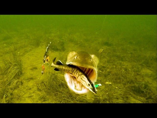 Aggressive Pike attacks Mike, Tommy, Ricky & Percy fishing lures. Rare underwater footage.