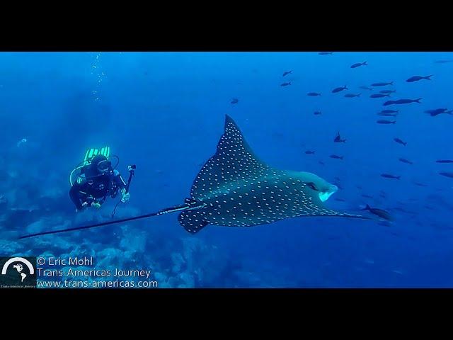 SCUBA Diving in the Galapagos Islands at Darwin Island & Wolf Island on the Galapagos Sky Liveaboard