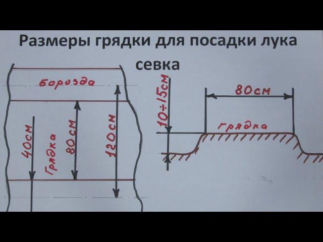 Грядки под лук