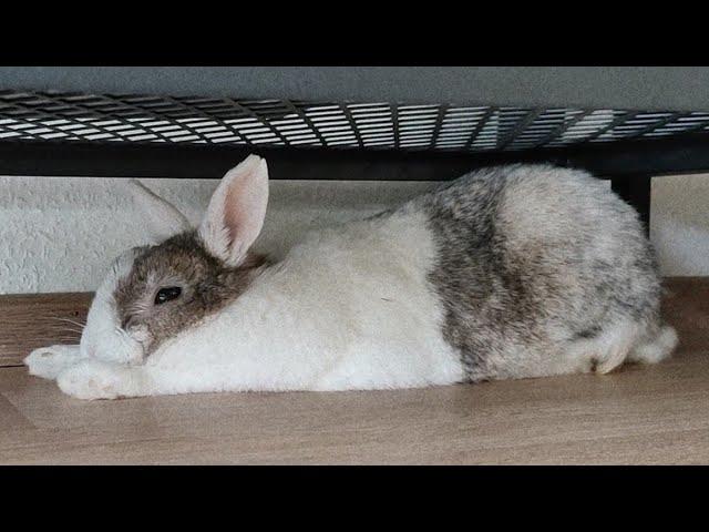 Tiny sleeping Rabbit