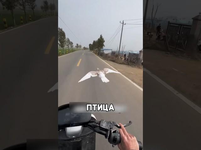 Этот голубь очень умён #shorts