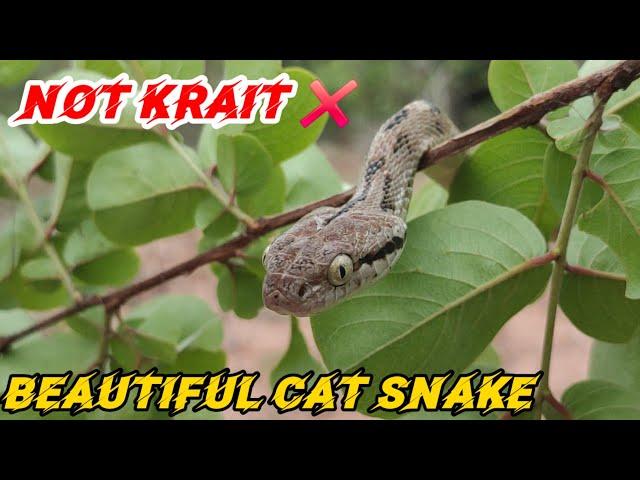 Cat Snake ।Mildly venomous। Not Krait । team azn