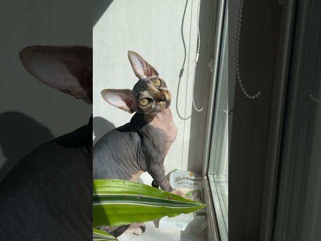  #сфинкс #коты #нил #cat #sphynx #nile #кот #shortsvideo #shorts