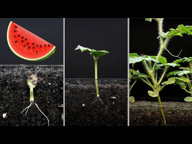 Watermelon time lapse - 24 days - 4k #greentimelapse #gtl #timelapse