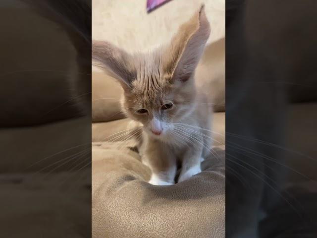 Meet Our Adorable Yellow Cat with Big Ears :kot.richi #cat #cats #usa