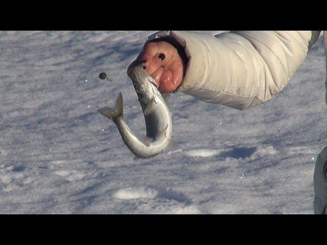 Рыбалка на Камчатке. Корюшковые каникулы.