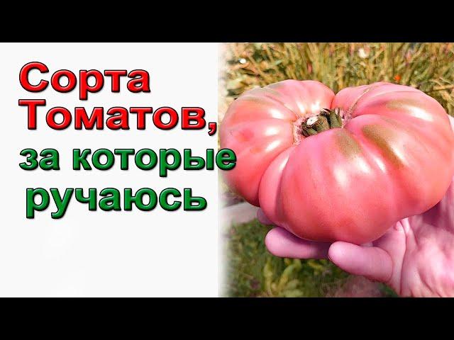 Мои сорта томатов 2024. Советую - не подведут.