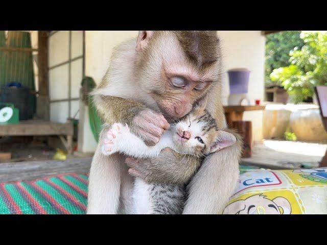 Sweet Baby Monkey Zueii Kissing Mally Full Of Love| Monkey Grooming