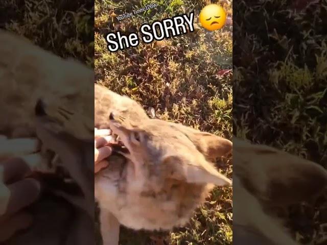 COYOTE CHAOS! #cuteanimals #weavethecoyote #duckholliday #dog #puppy #nature #new #funny #family