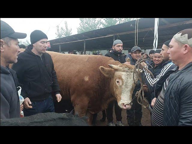 Uychi tumani Yorqõrģon mol bozori semiz VA boqma buqalar narhlari bilan tanishing 30.10.2024yil