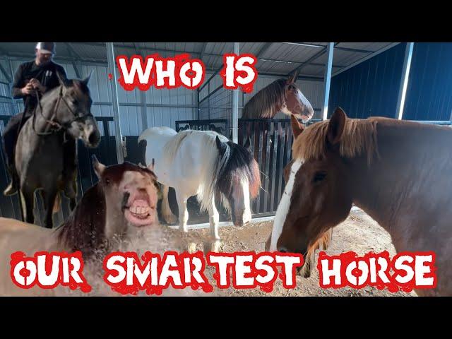 Who Is Our Smartest Horse?