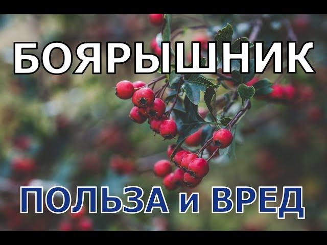 Боярышник польза вред. В чем его уникальность?