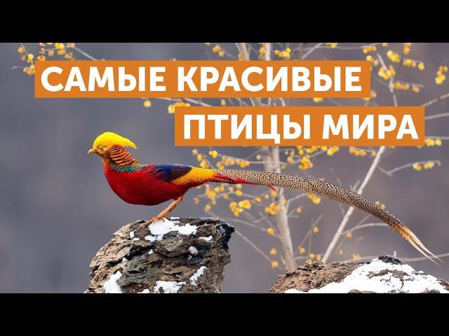 Самые красивые птицы мира. ТОП-10