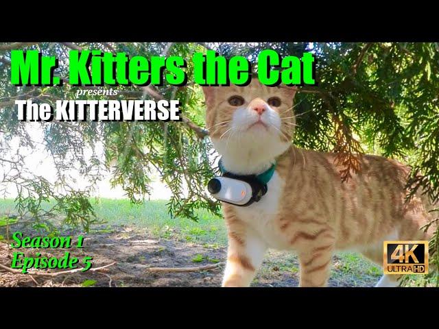 Mr. Kitters presents The Kitterverse! Season 1 Episode 5 Squirrel Encounters! ️