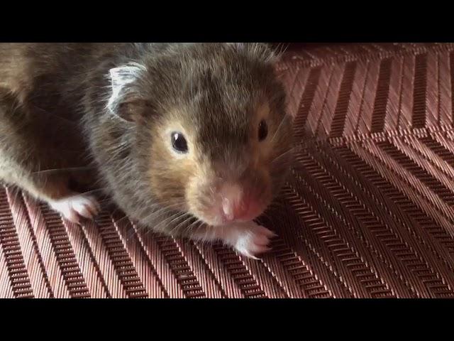 Hammy Team Episode 8 My Hamsters say goodbye..