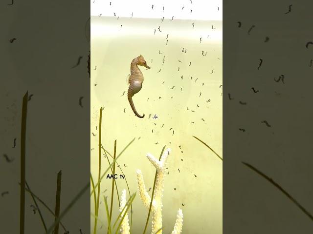 Seahorse Dad Giving Birth ! #aquarium #4k #seahorse #fish #best #like