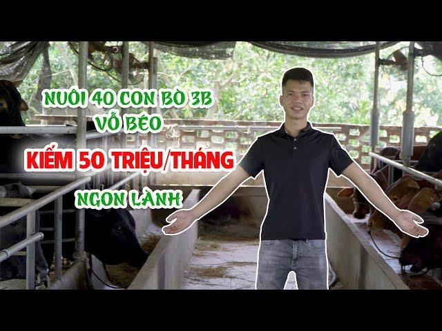 Thu 50 triệu/tháng từ mô hình nuôi bò 3B vỗ béo || Cách nuôi bò vỗ béo hiệu quả cho lợi nhuận khủng