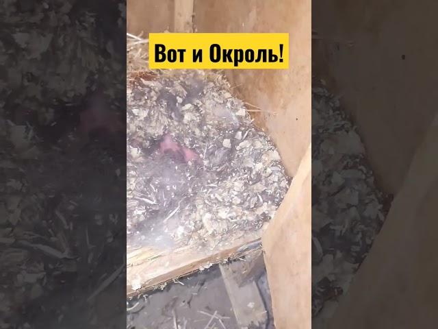 #окрол #гнездо #ф.баран #quyonlar #arnablive #rabbits #obuna_bolishni_unutmang