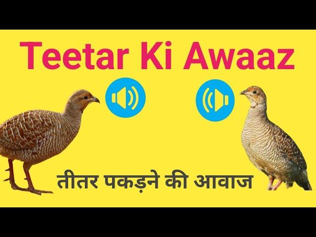 Desi teetar ki awaz Desi teetar Desi teetar awaz Teetar voice Madi teetar 2024