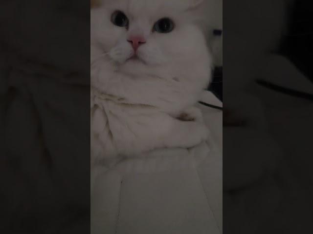 #띠용이 방구소리로 깨우기 #먼치킨 #먼치킨성묘 #먼치킨장모